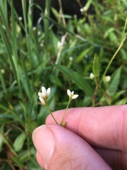 Persicaria dichotoma
