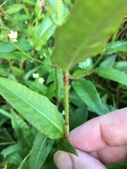 Persicaria dichotoma
