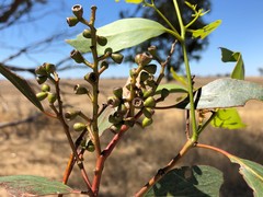 Eucalyptus microcarpa