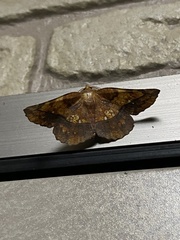 Garaeus specularis