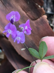 Glycine microphylla