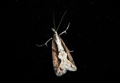 Eudonia steropaea