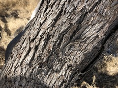 Eucalyptus microcarpa