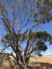 Eucalyptus microcarpa