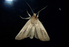 Ichneutica epiastra