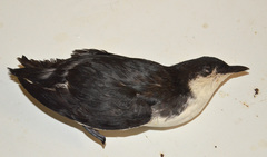 Synthliboramphus scrippsi