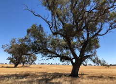 Eucalyptus microcarpa