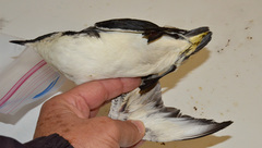 Synthliboramphus scrippsi