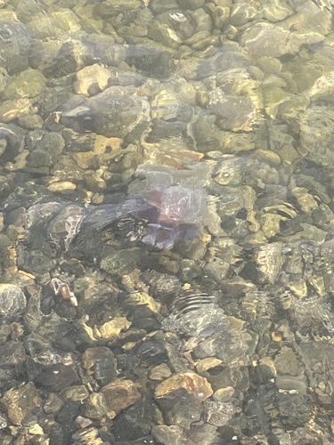 エビクラゲ