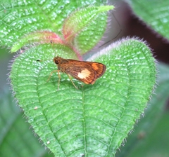 Oriens paragola