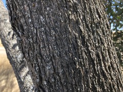 Eucalyptus microcarpa