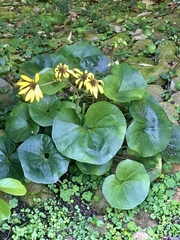 Farfugium japonicum japonicum