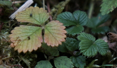 Fragaria hayatae