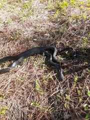 Dolichophis jugularis