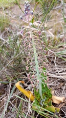 Ledebouria revoluta