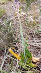 Ledebouria revoluta