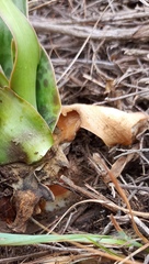 Ledebouria revoluta