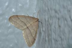 Operophtera rectipostmediana