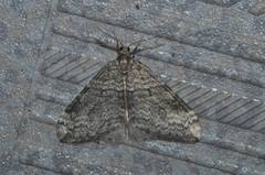 Operophtera relegata