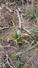 Ledebouria revoluta