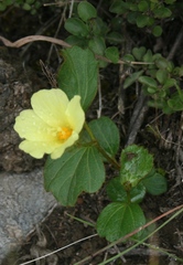 Hibiscus aethiopicus