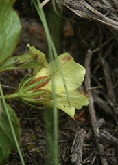 Hibiscus aethiopicus