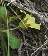Hibiscus aethiopicus