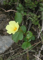 Hibiscus aethiopicus