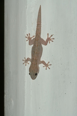 Tarentola senegambiae