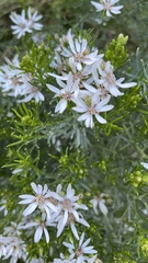 Olearia glutinosa