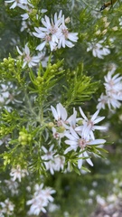Olearia glutinosa