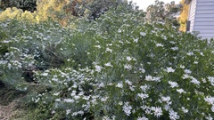 Olearia glutinosa