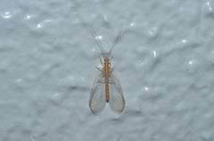 Chrysoperla nipponensis