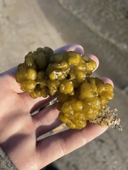 Ectocarpales