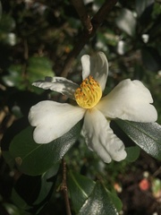 Camellia hengchunensis