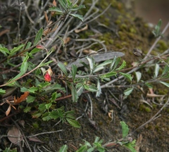 Hermannia flammea