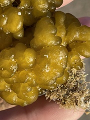 Ectocarpales