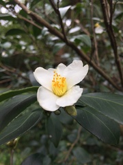Camellia hengchunensis