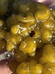 Ectocarpales