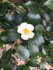 Camellia hengchunensis