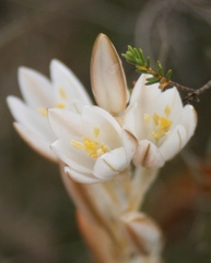 Ornithogalum juncifolium