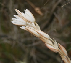 Ornithogalum juncifolium