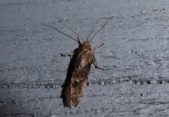 Anisoplaca acrodactyla