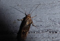 Anisoplaca acrodactyla