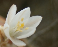 Ornithogalum juncifolium