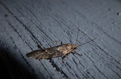 Anisoplaca acrodactyla