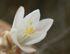 Ornithogalum juncifolium