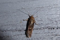 Anisoplaca acrodactyla