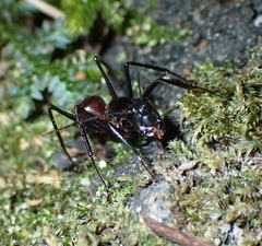 Dinomyrmex gigas