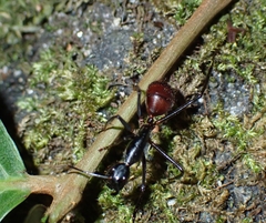 Dinomyrmex gigas